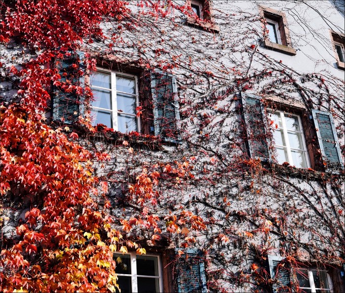 Building facade covered in red autumn leaves
