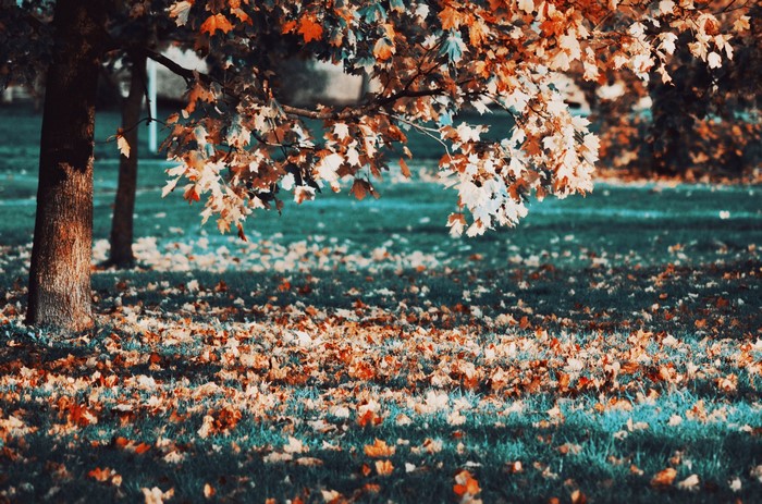 Autumn leaves on the ground and tree branches