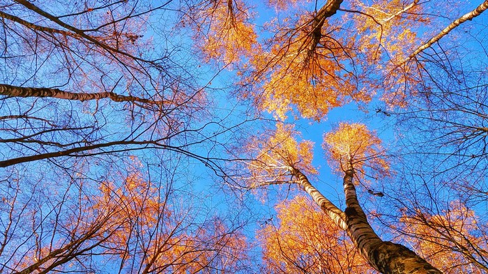 Looking up at autumn trees with orange leaves against a blue sky
