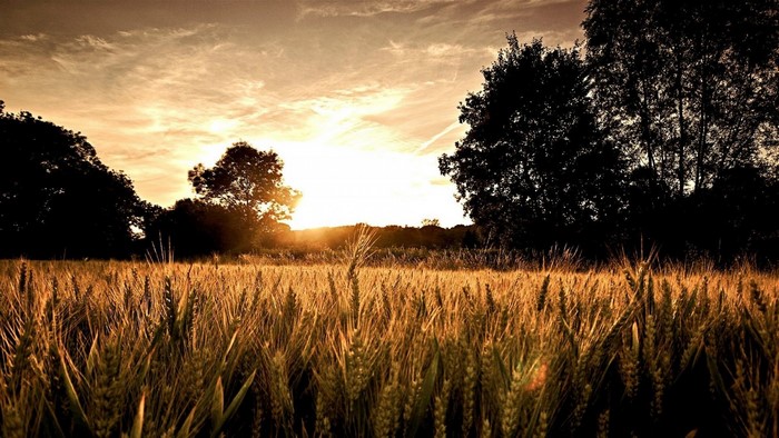 Wheat field at sunset with trees and sky