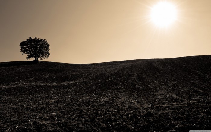 Lone tree on a hill under bright sunlight
