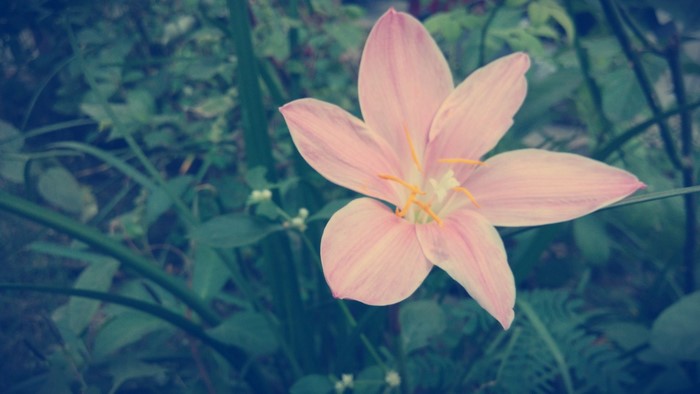 Close up of a pink lily flower with yellow stamens