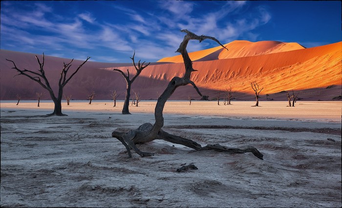 Dead trees in a desert landscape at sunset