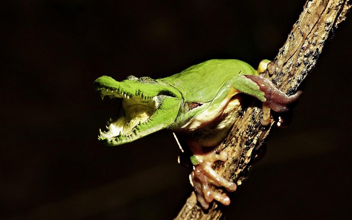 Frog with Crocodile Head on Tree Branch