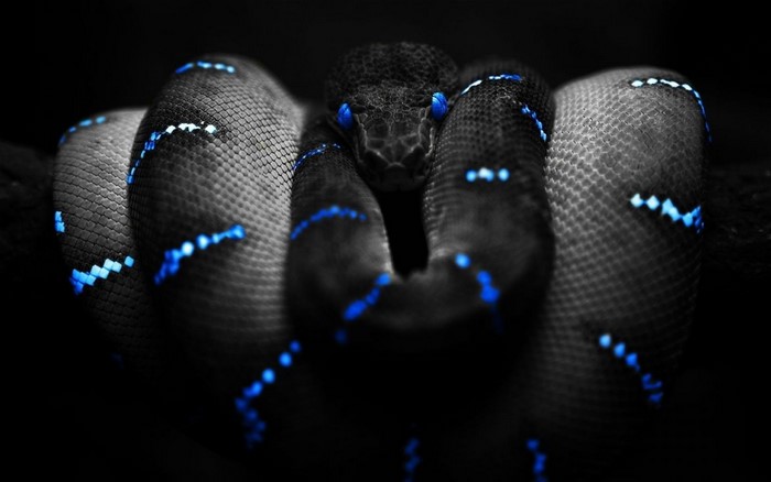 Snake with blue markings on black background