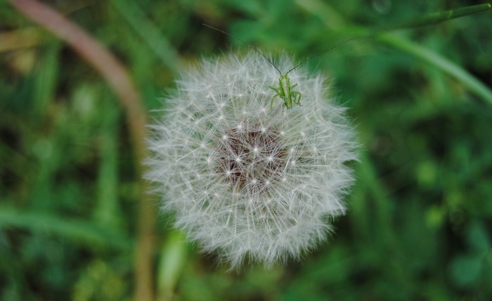 Green grasshopper on a dandelion seed head
