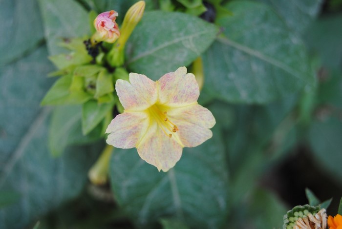Four o'clock flower with pink and yellow petals
