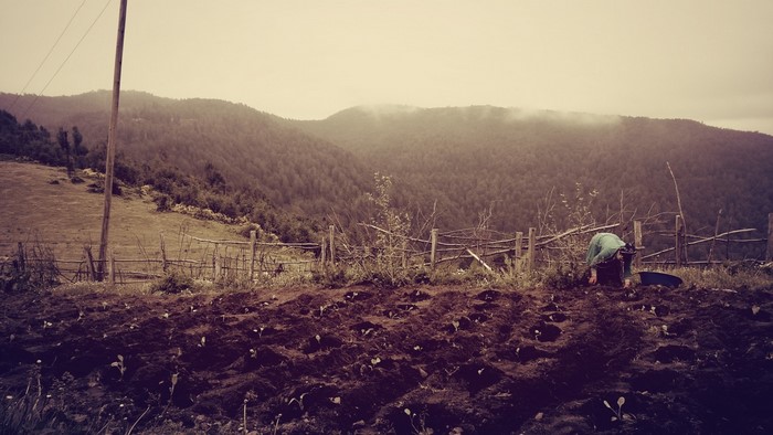 Person working in a field with mountains in the background