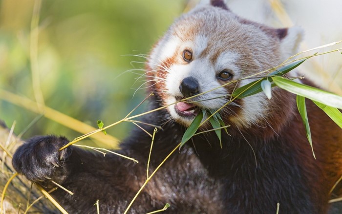 Red panda eating bamboo leaves