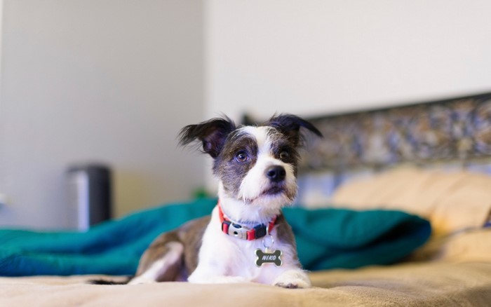 A small dog named Niko wearing a red collar