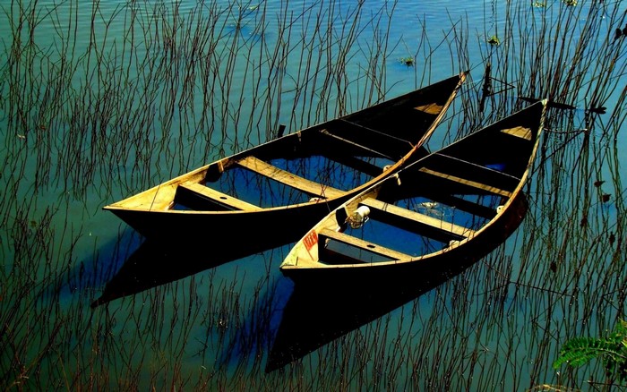Two wooden boats floating among reeds