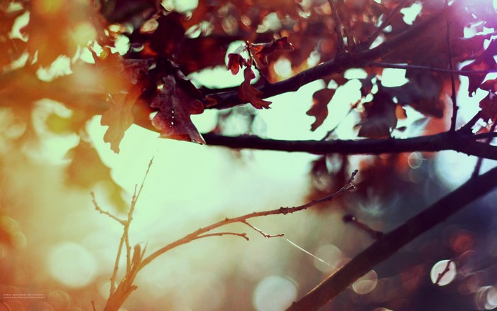 Autumn leaves on a tree branch with sunlight