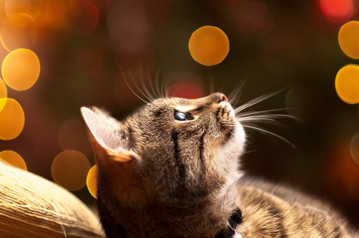 Close-up of a tabby cat looking up with bokeh lights