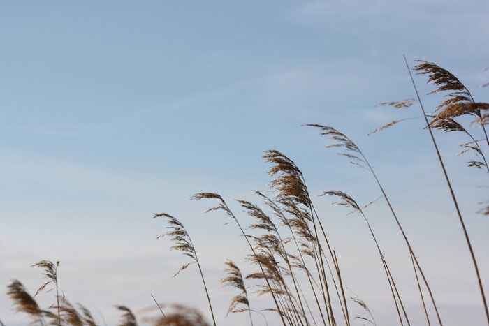Dry reeds blowing in the wind against a blue sky