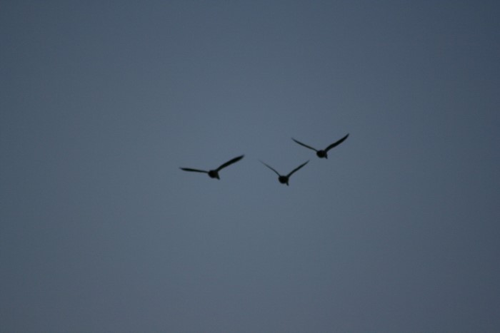 Three birds flying in the sky