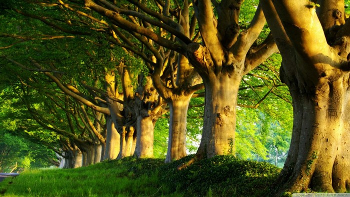 Sunlight filtering through a row of large trees