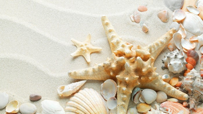 Starfish and seashells on a sandy beach
