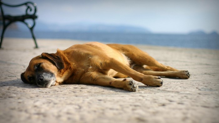 A brown dog sleeps on a concrete surface by the water