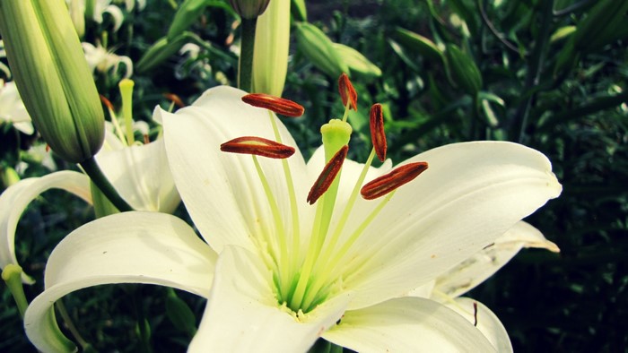 Close-up of a white lily flower with brown stamens