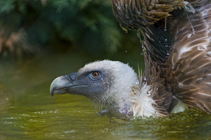 Vulture bathing in water with water droplets on feathers