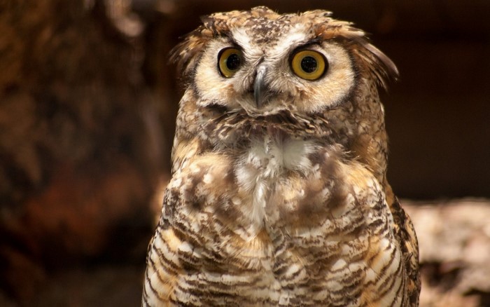 Close up of a Great Horned Owl
