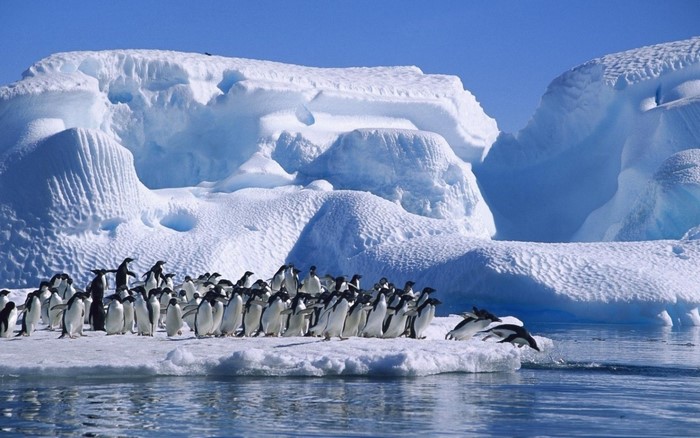 Penguins on an iceberg in the Arctic ocean