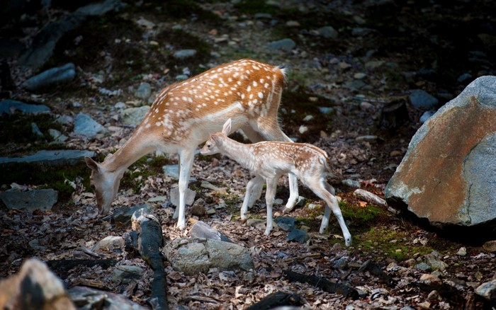 Mother Deer and Fawn in Forest