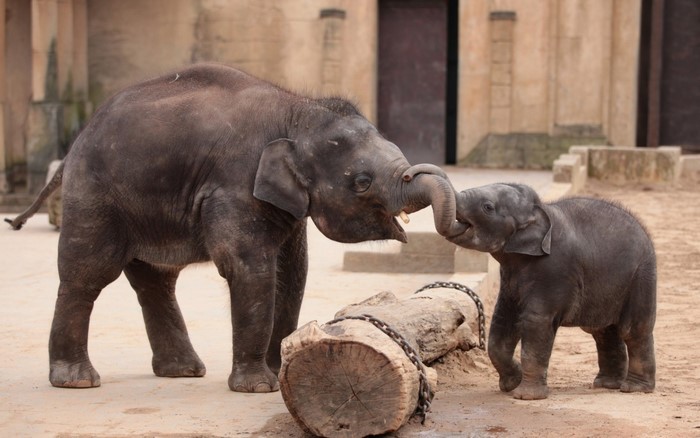 Two baby elephants interacting near a log