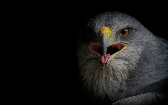 Close up of a bird of prey with open beak
