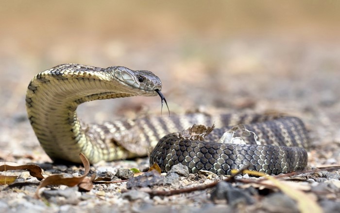 snake, wildlife, reptiles, Australia, VIPER, serpent, cobra ...