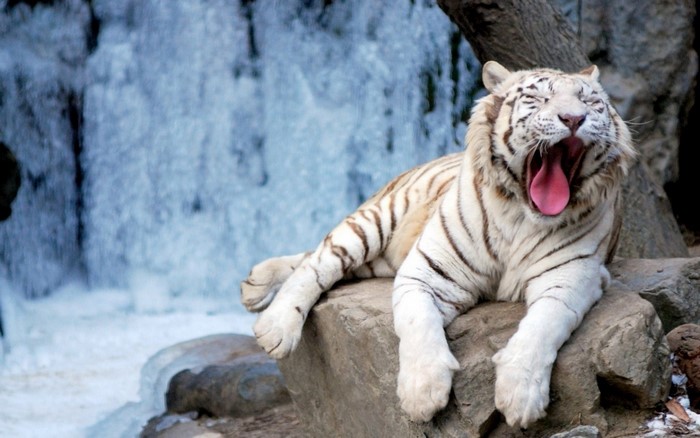 White tiger yawning on rocks with frozen waterfall