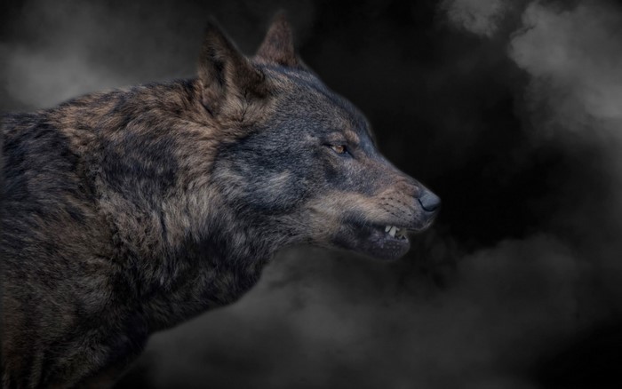 Wolf snarling in dark smoke