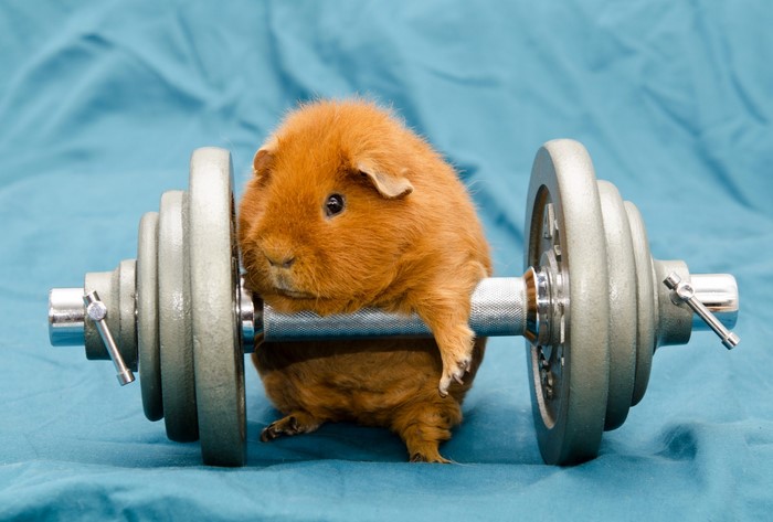 Adorable Guinea Pig with Dumbbell