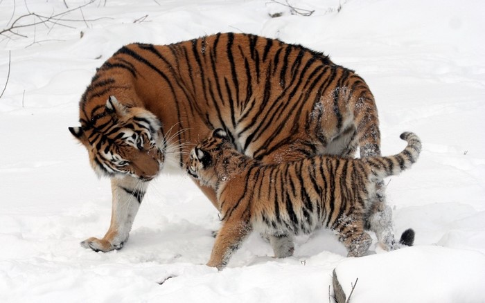 Tiger and Cub Walking in Snow