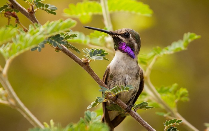 Vibrant Purple-Throated Hummingbird on Branch