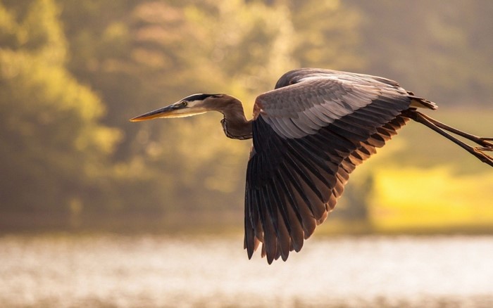 Great Blue Heron in flight over water