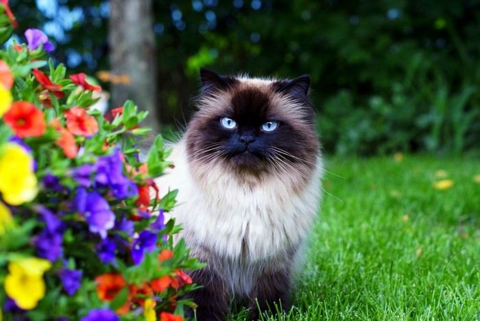 Himalayan cat sitting in grass near flowers