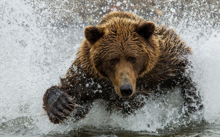Grizzly bear splashing in water