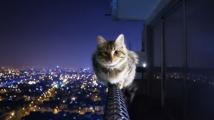 Cat on a railing overlooking a city at night