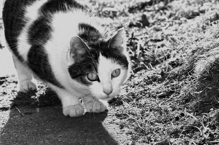 Black and white cat crouching on grass