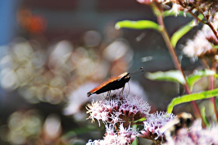 Peacock butterfly on a purple flower
