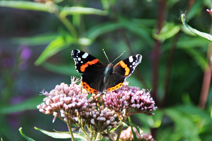 Red Admiral butterfly on pink flowers