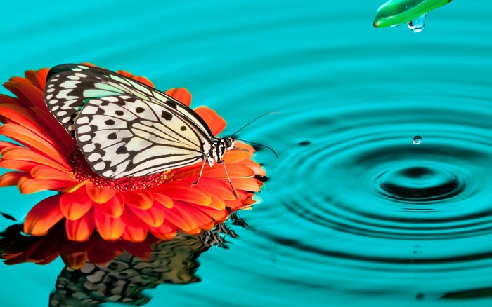Butterfly on an orange flower with water ripples