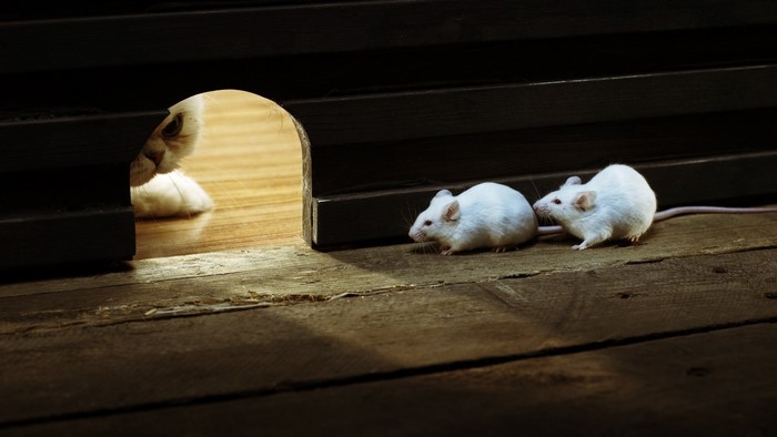 Cat peeking out of a hole at two white mice