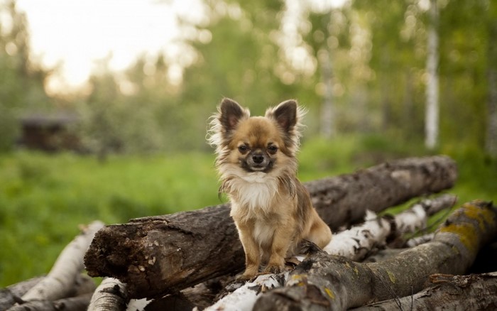 Long-haired Chihuahua dog sitting on logs