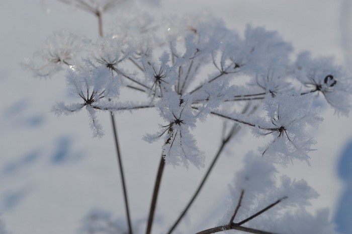 Close-up of a frost-covered plant in winter