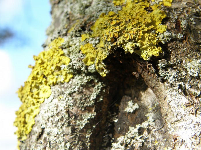 Close-up of lichen on a tree trunk