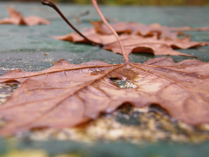 Close-up of wet autumn leaves on a green surface