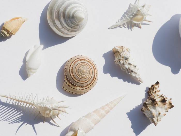 Collection of various seashells on a white background