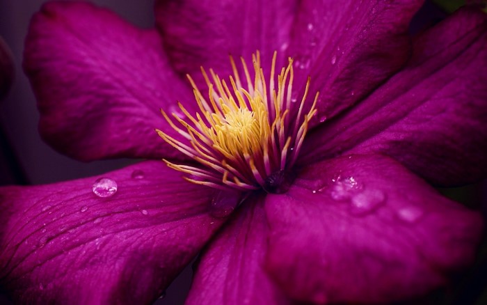 Close-up of a purple clematis flower with water drops